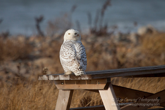 A picnic table is a great place to eat, but clean up after every meal