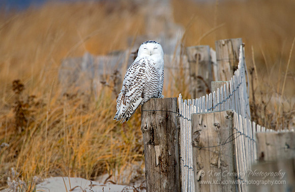 Snowy Owl