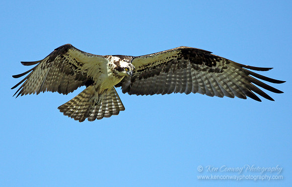 Osprey