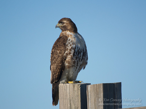 Red Tail Hawk