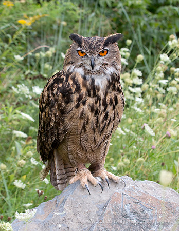 Eurasian Eagle Owl