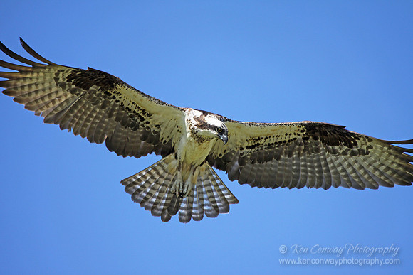 Osprey in flight