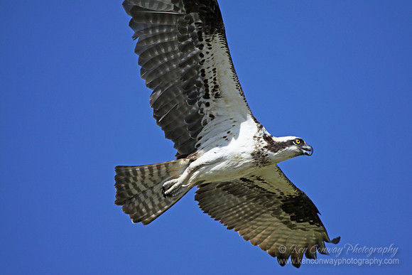Osprey