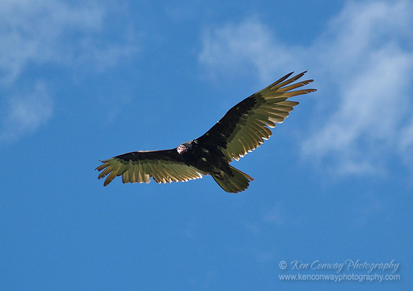 Turkey Vulture