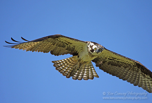 Osprey