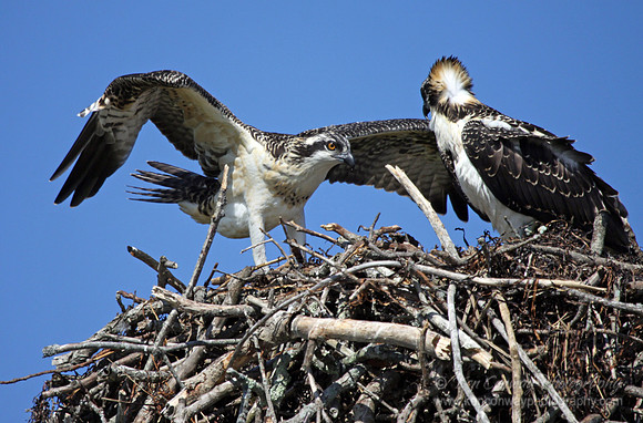 2 Osprey Chicks