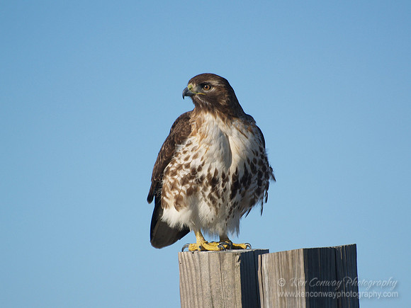 Red Tail Hawk