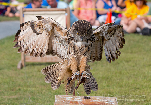 Raptor Weekend