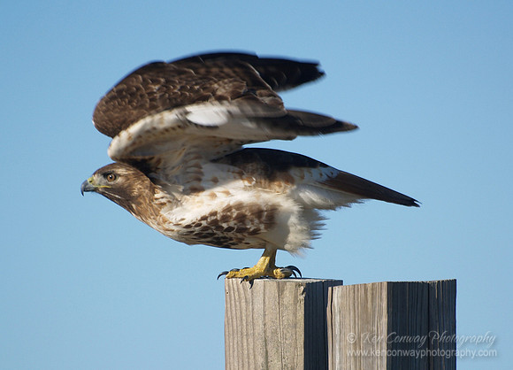Red Tail Hawk