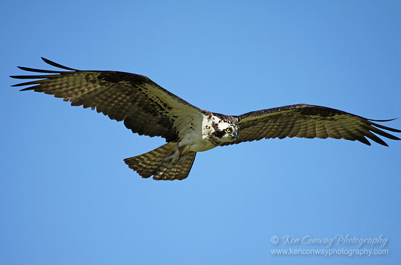 Osprey
