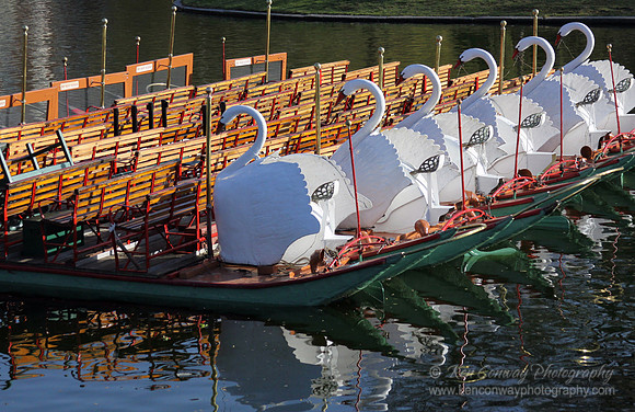 Swan Boats in the Boston Public Garden