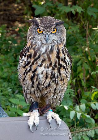 Raptor Weekend