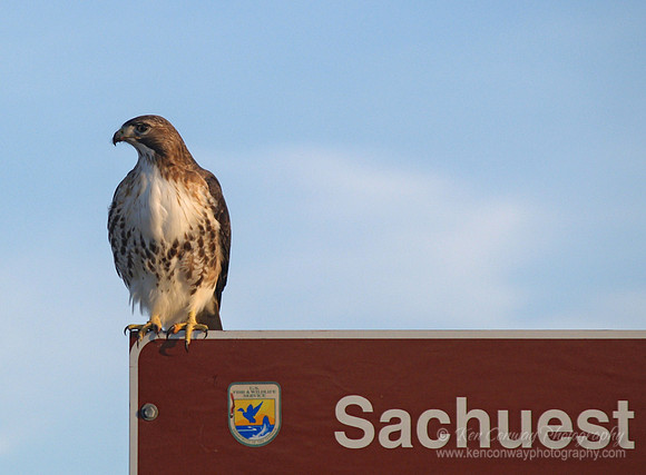 Red Tail Hawk