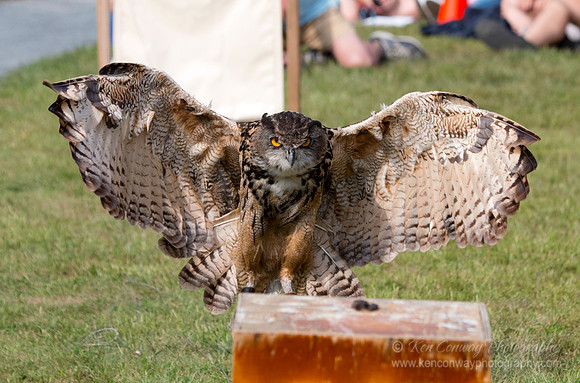 Raptor Weekend