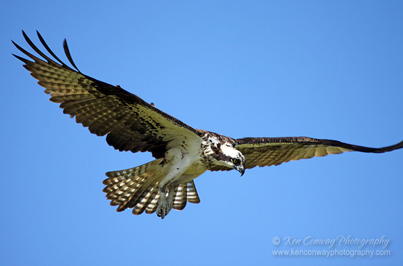 Osprey