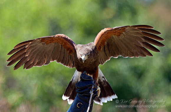 Harris' Hawk