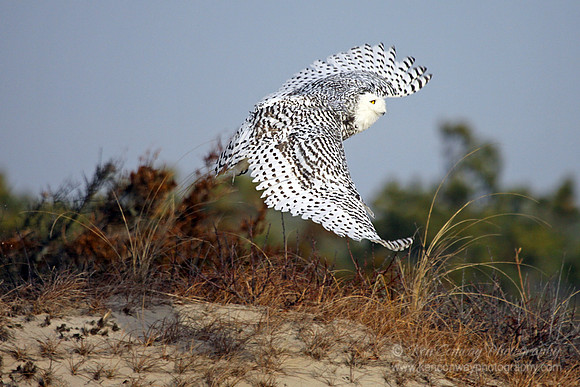 Snowy Owl