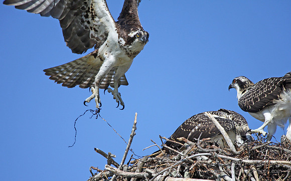 Osprey taking off