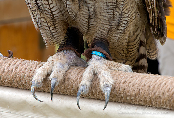 Raptor Weekend