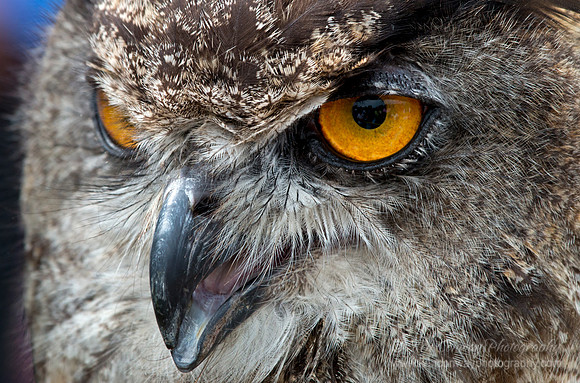 Raptor Weekend