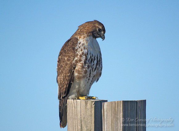 Red Tail Hawk