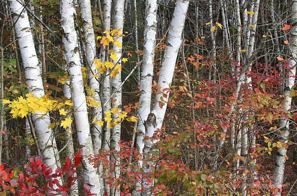 Birches in Fall