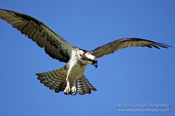 Osprey