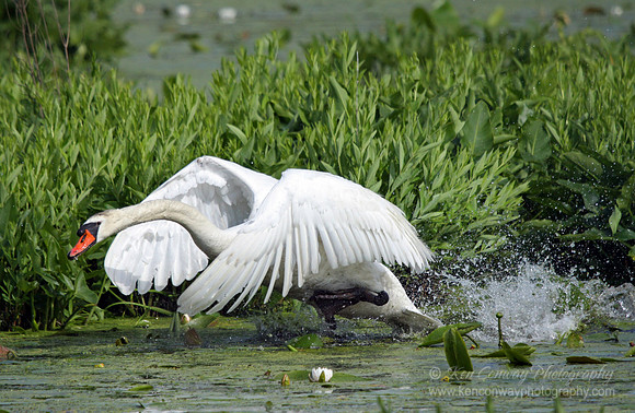 Swan taking off