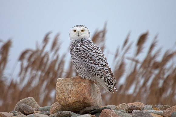 Snowy Owl