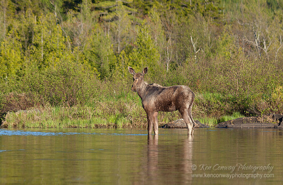 Moose