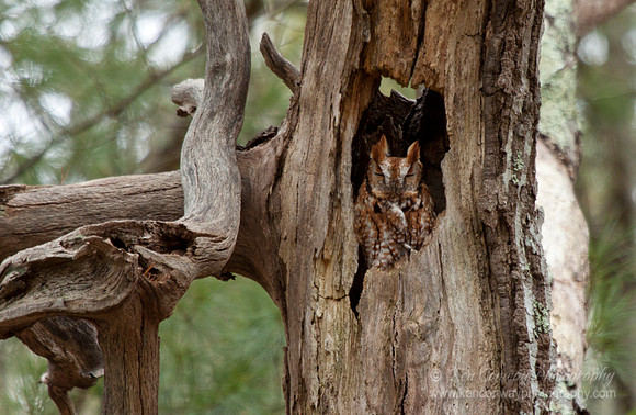 Screech Owl