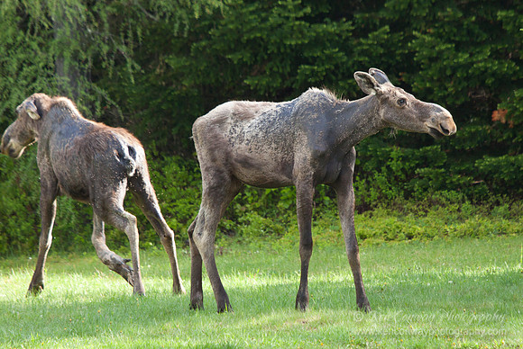 Moose