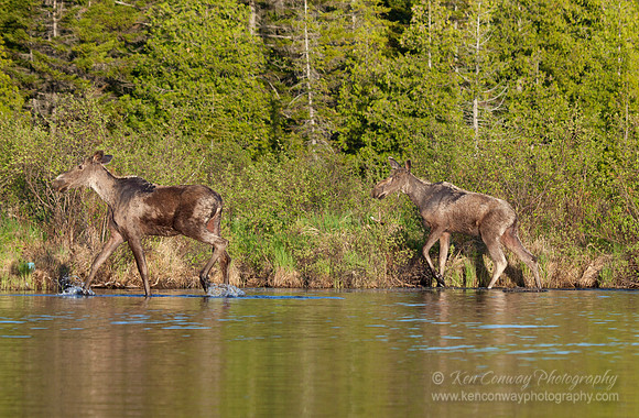 Moose