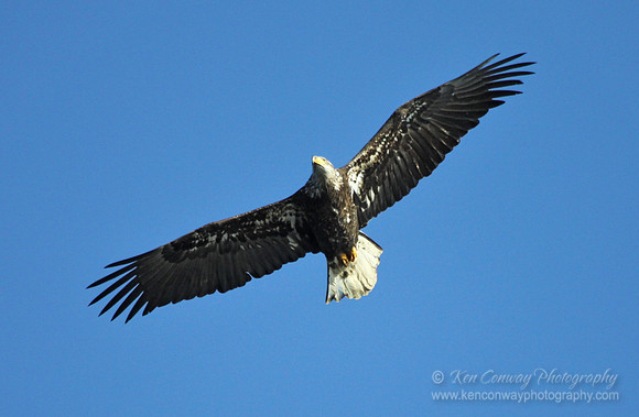 Bald Eagles in Newburyport, MA
