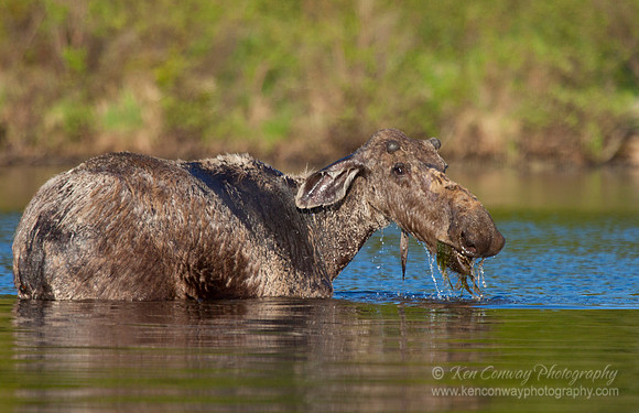 Bull Moose dining