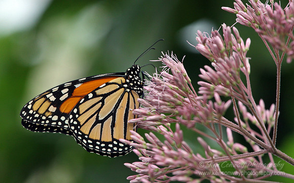 Monarch Butterfly