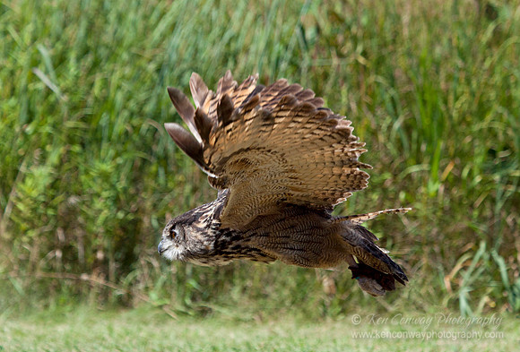European Eagle Owl