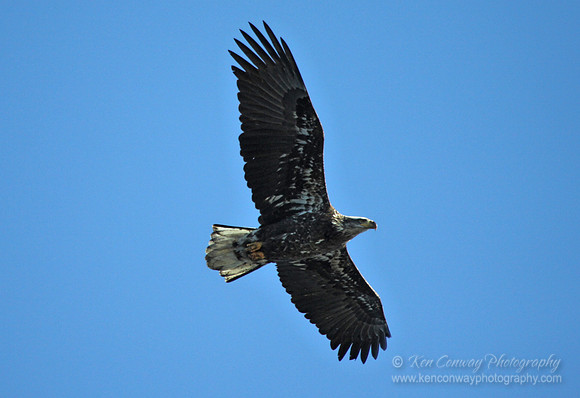 Bald Eagles in Newburyport, MA