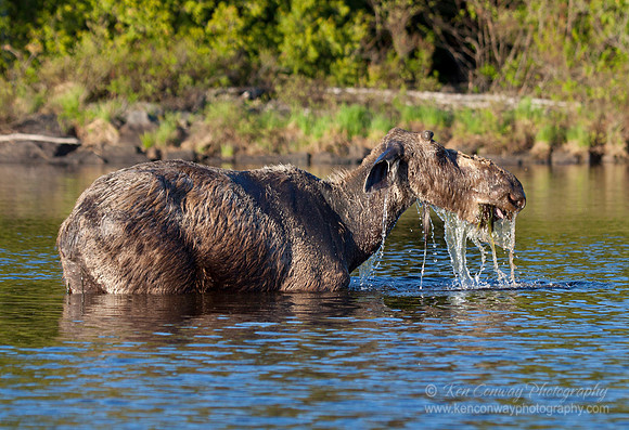 Moose