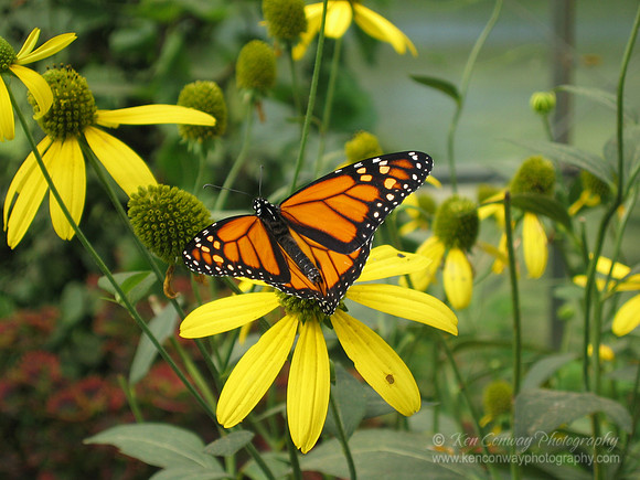 butterfly