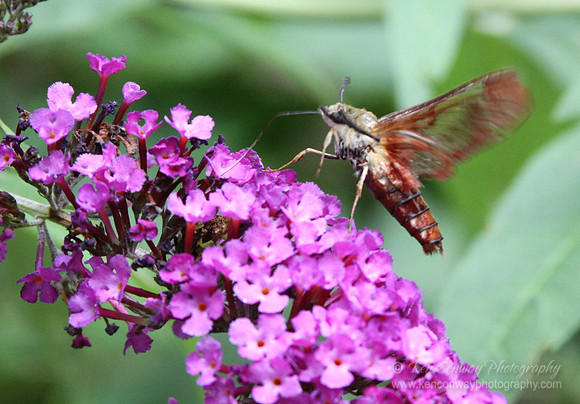 Hummingbird Moth