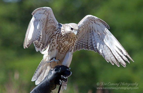 Saker Falcon