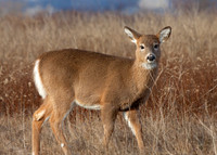 Deer