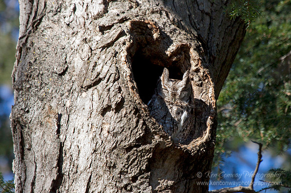 Screech Owl