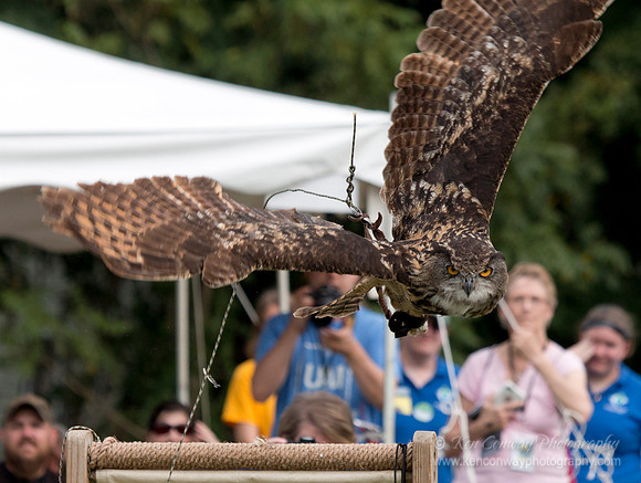 Raptor Weekend