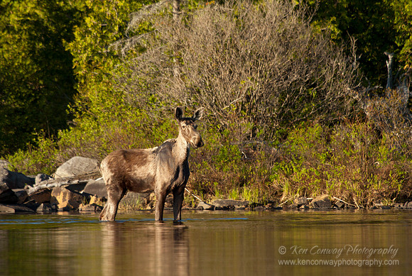 Moose