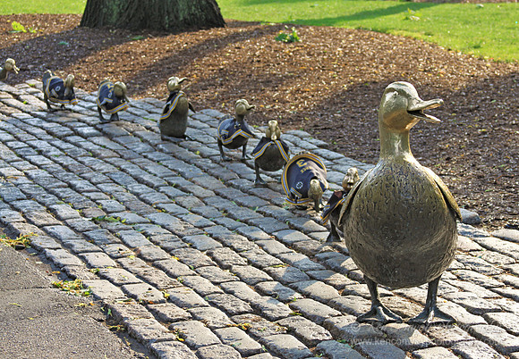 Make Way for Bruins