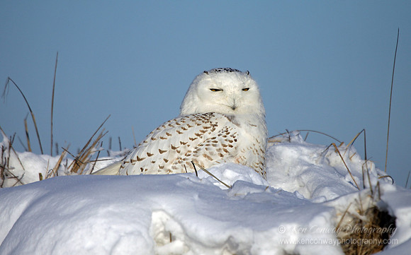 Snowy Owl