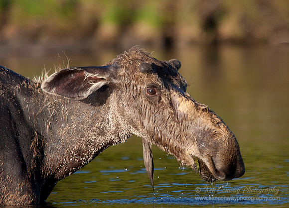 Moose