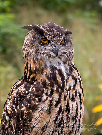 Raptor Weekend